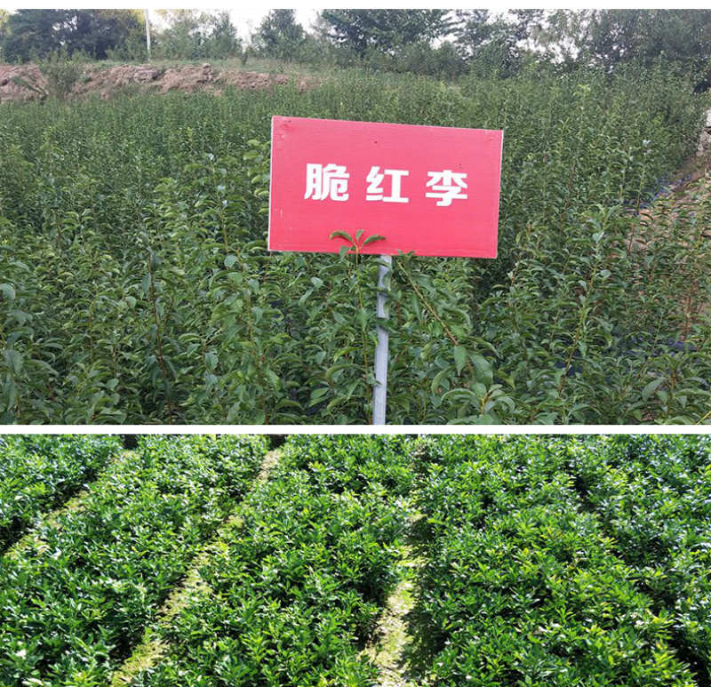 盆栽无花果树苗无花果波姬红树苗地栽无花果树苗波姬红无花果