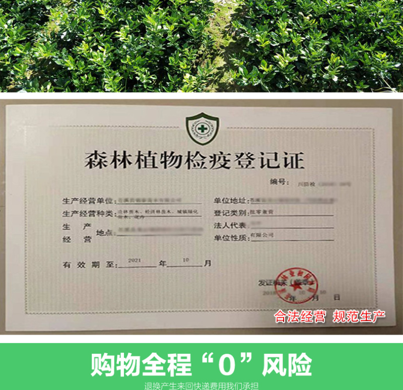 盆栽无花果树苗无花果波姬红树苗地栽无花果树苗波姬红无花果