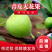 盆栽无花果树苗无花果青皮树苗地栽无花果树苗青皮无花果树苗