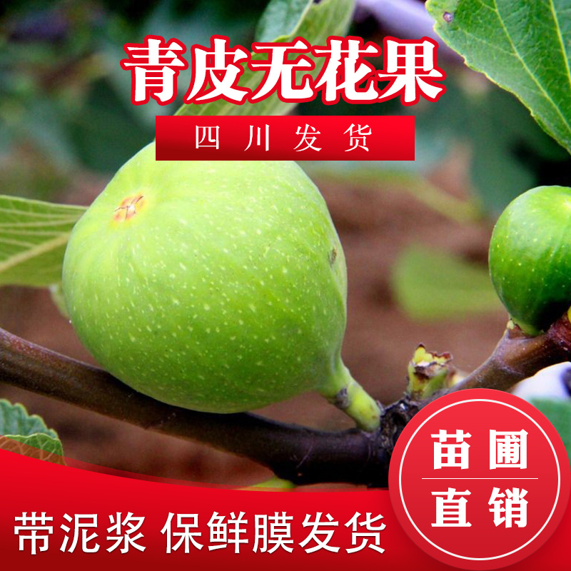 盆栽无花果树苗无花果青皮树苗地栽无花果树苗青皮无花果树苗