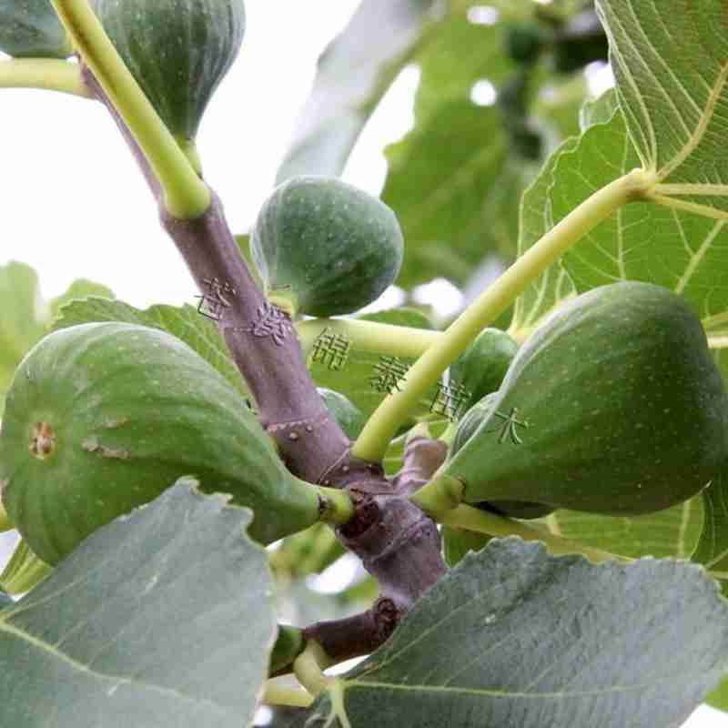 盆栽无花果树苗无花果青皮树苗地栽无花果树苗青皮无花果树苗