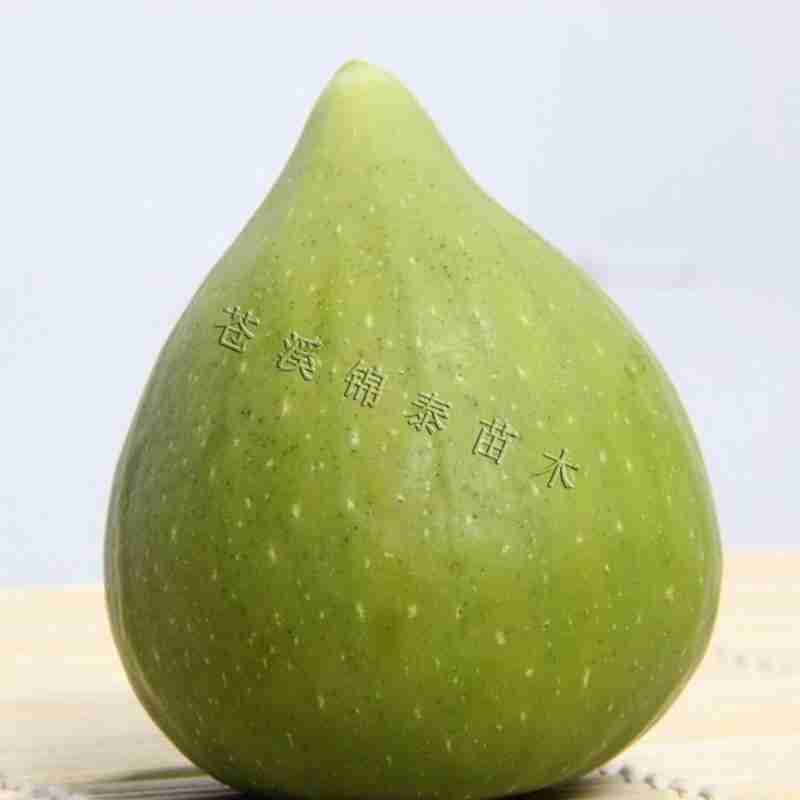 盆栽无花果树苗无花果青皮树苗地栽无花果树苗青皮无花果树苗