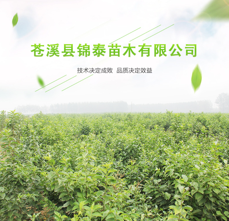 盆栽无花果树苗无花果青皮树苗地栽无花果树苗青皮无花果树苗
