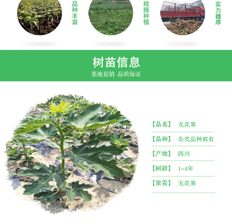 盆栽无花果树苗无花果青皮树苗地栽无花果树苗青皮无花果树苗