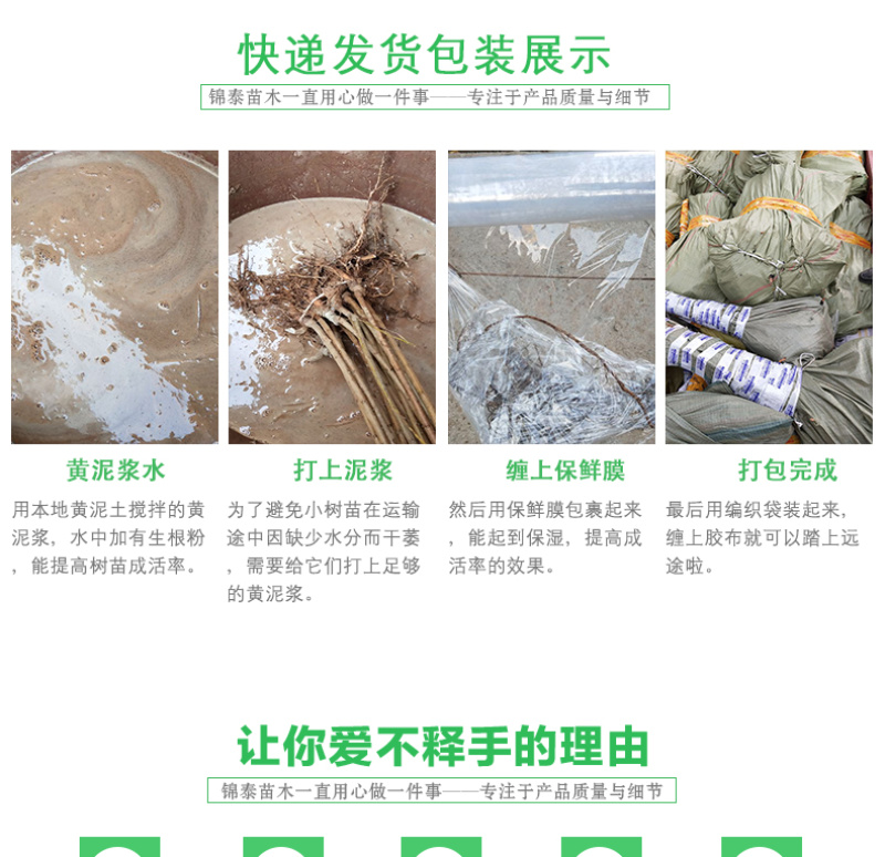 盆栽无花果树苗无花果青皮树苗地栽无花果树苗青皮无花果树苗