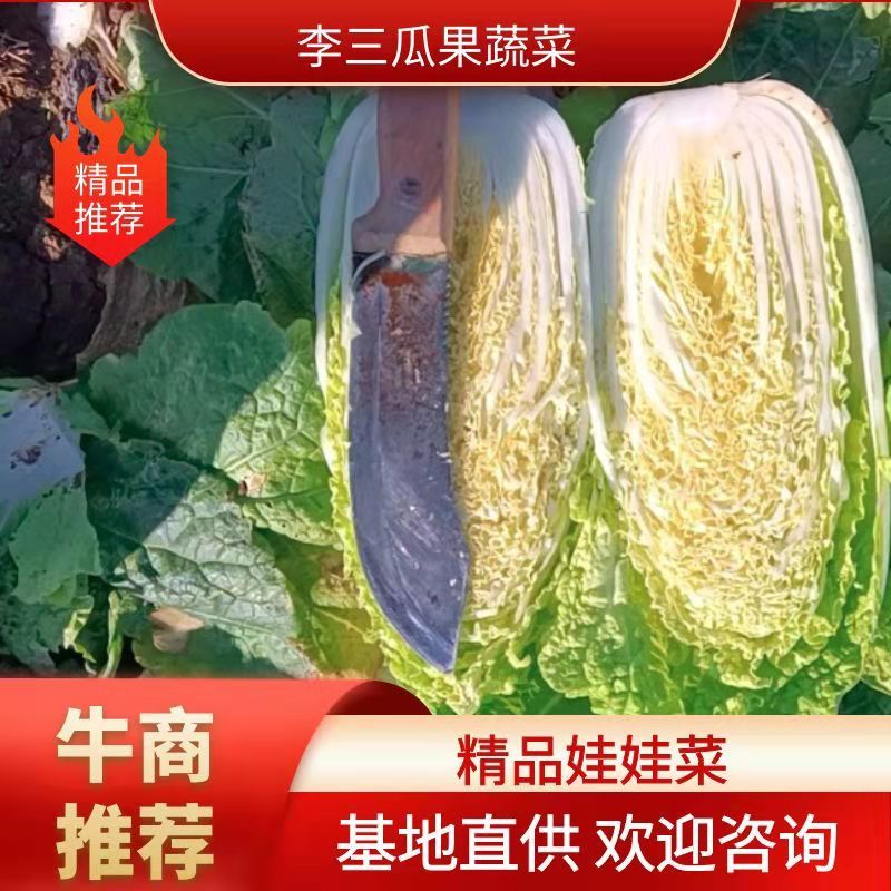 精品娃娃菜毛菜产地直供量大从优诚信合作欢迎选购