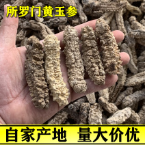 所罗门黄玉参干货20-40头淡干黄肉海参易泡发酒店水发