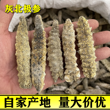 灰北极参淡干小青皮海参北极参原货60-300头足干小有刺