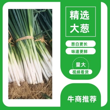 【今日特价】优质长白大葱自产自销一手货源量大从优