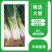 【今日特价】优质长白大葱自产自销一手货源量大从优
