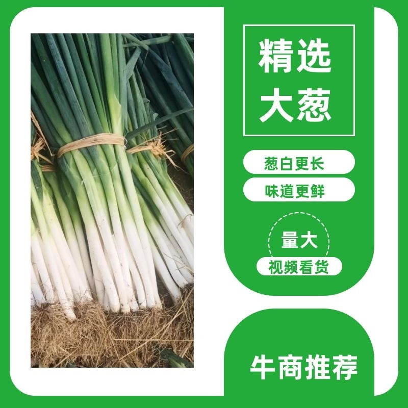 【今日特价】优质长白大葱自产自销一手货源量大从优