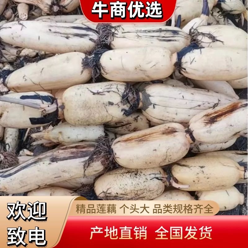 莲藕精品产地白脆大质量上乘货量充足，精品二三节