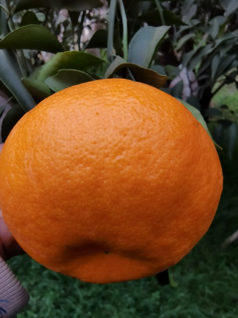 精品春见耙耙柑，入口化渣皮薄肉厚四川特产大量上市