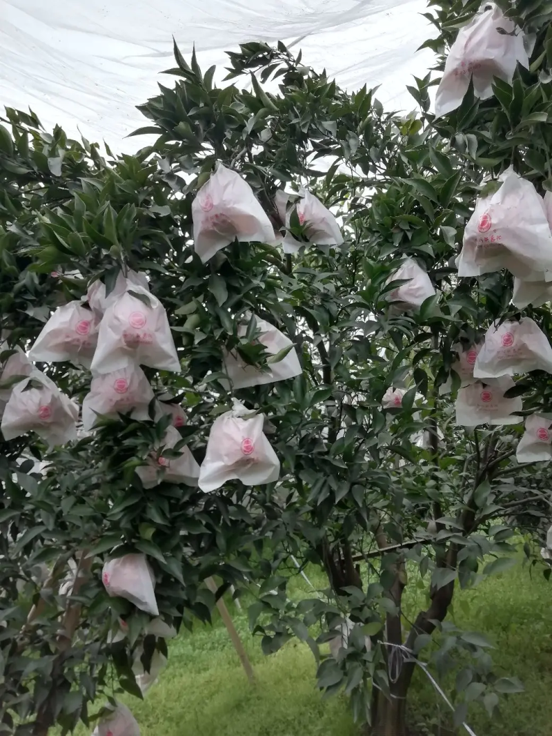 精品春见耙耙柑，入口化渣皮薄肉厚四川特产大量上市