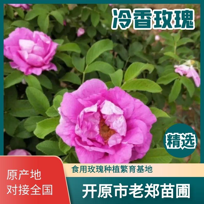冷香玫瑰耐寒玫瑰花植株食用玫瑰种植繁育基地量大优惠