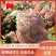 木绣球圆锥绣球花大花水桠木扦插小苗规格全量大从优