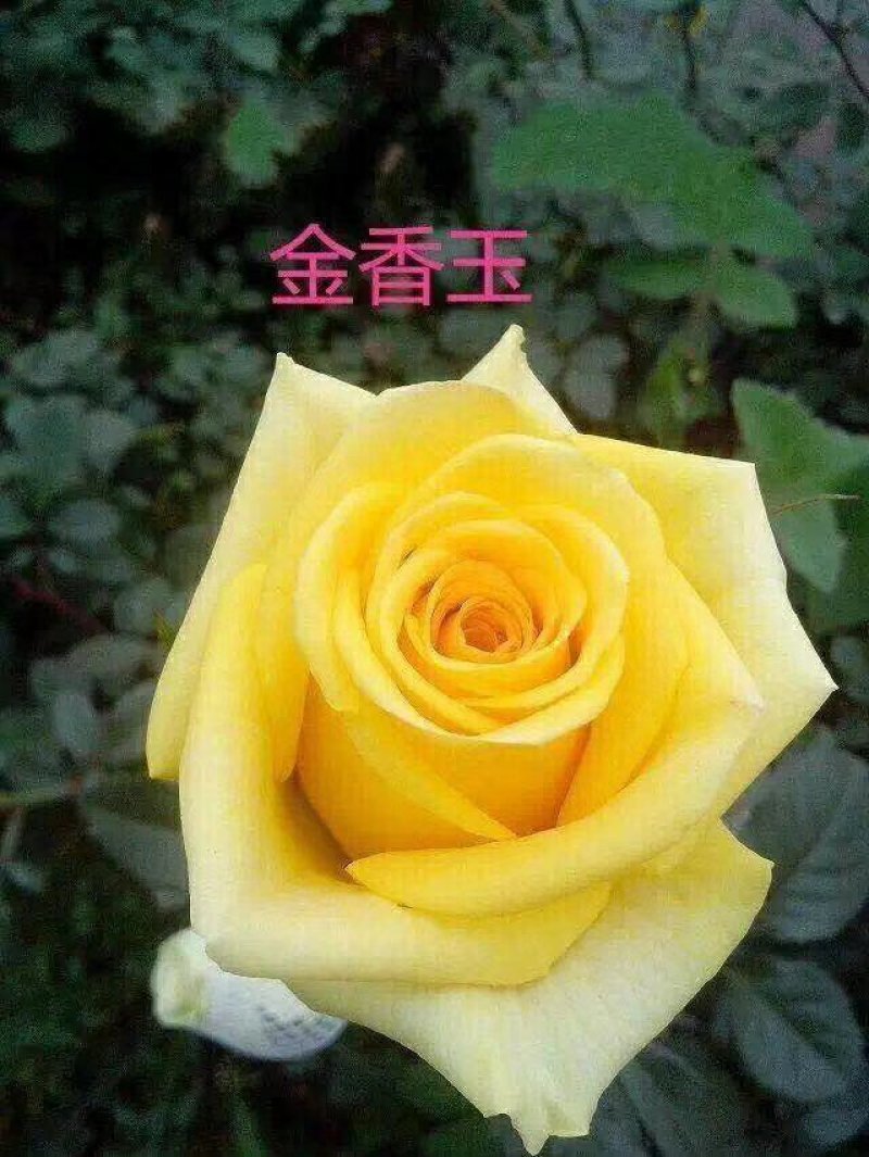 云南月季大苗工程绿化保证质量成活率高基地直供