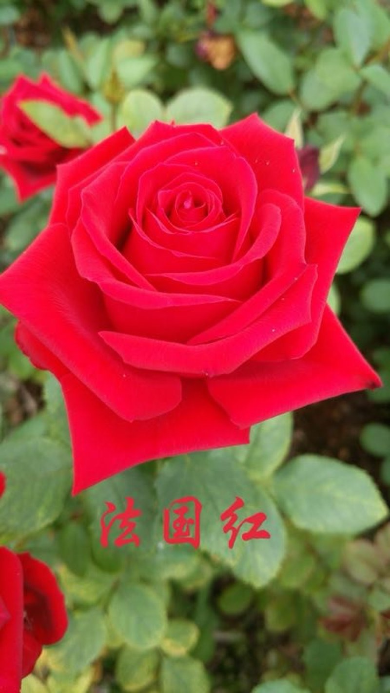 云南月季大苗工程绿化保证质量成活率高基地直供