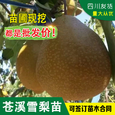 梨树嫁接苗苍溪雪梨苗苍溪雪梨树苗当年挂果梨树苗苍溪雪梨嫁
