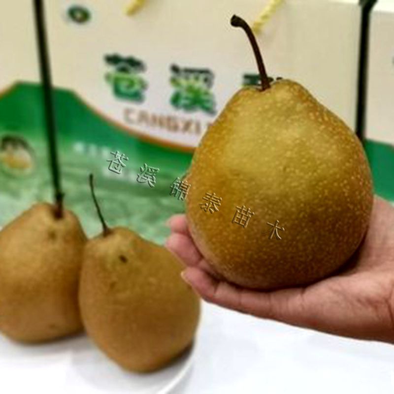 梨树嫁接苗苍溪雪梨苗苍溪雪梨树苗当年挂果梨树苗苍溪雪梨嫁