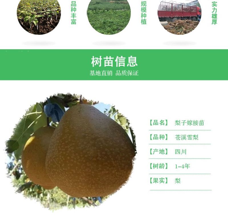 梨树嫁接苗苍溪雪梨苗苍溪雪梨树苗当年挂果梨树苗苍溪雪梨嫁