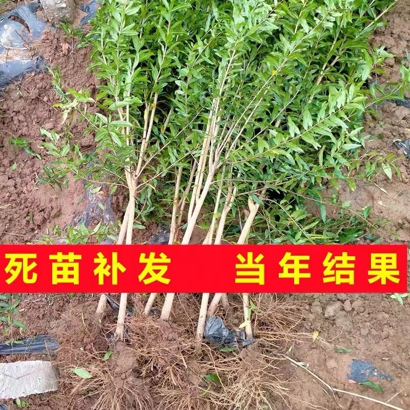 黑籽石榴树苗红皮黑籽软籽石榴苗当年挂果南北方种植