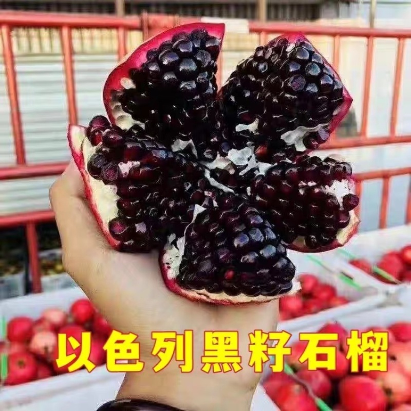 黑籽石榴树苗红皮黑籽软籽石榴苗当年挂果南北方种植