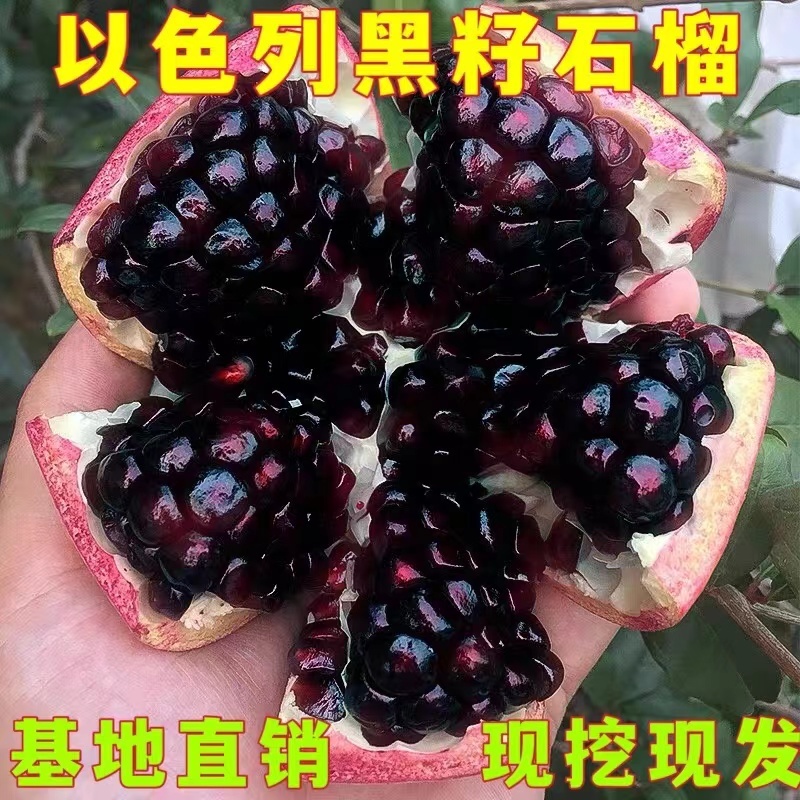 黑籽石榴树苗红皮黑籽软籽石榴苗当年挂果南北方种植