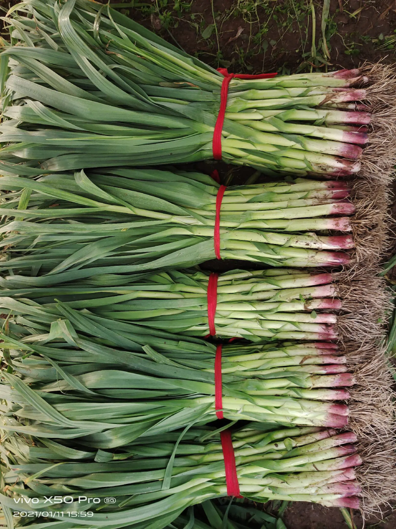 山东优质红根蒜苗45~50cm大量供应全国发货欢迎咨询