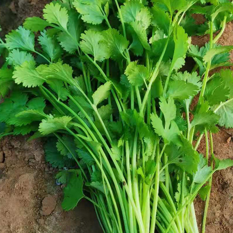 泰安精品大叶香菜，产地直销，菜农精心采摘发货，欢迎咨询