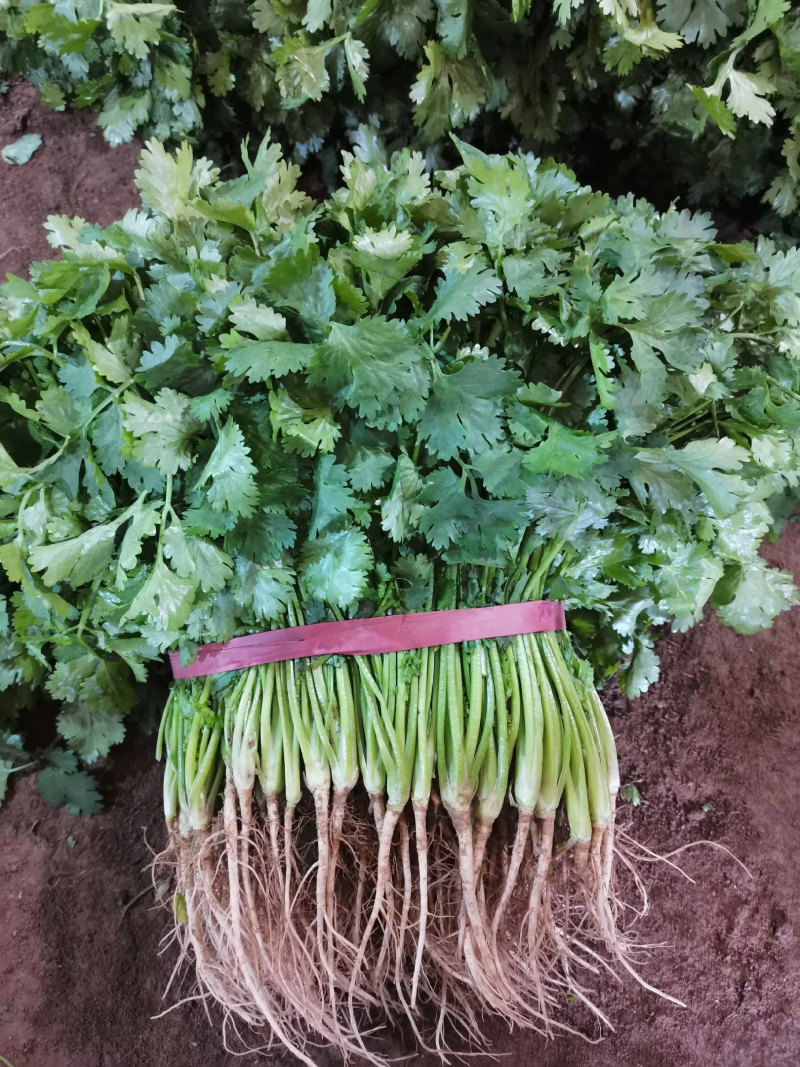 泰安精品大叶香菜，产地直销，菜农精心采摘发货，欢迎咨询