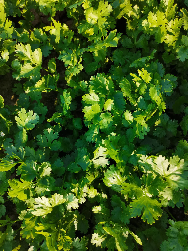 泰安精品大叶香菜，产地直销，菜农精心采摘发货，欢迎咨询