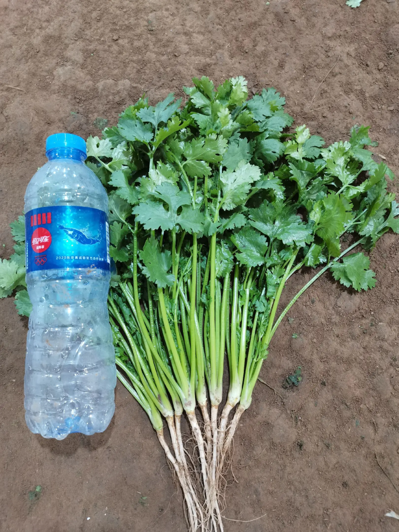 泰安精品大叶香菜，产地直销，菜农精心采摘发货，欢迎咨询