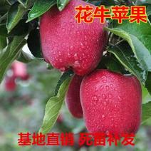 花牛苹果树苗苹果树苗全国保湿发货保品种技术基地直