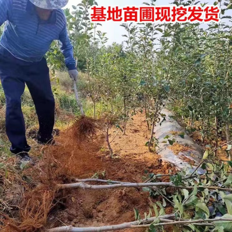 花牛苹果树苗苹果树苗全国保湿发货保品种技术基地直