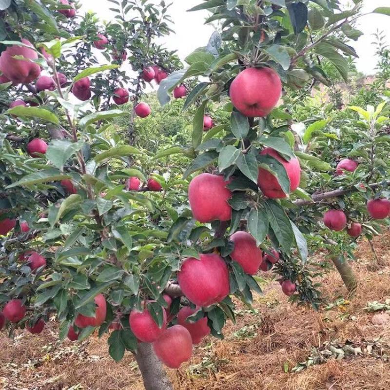 花牛苹果树苗苹果树苗全国保湿发货保品种技术基地直
