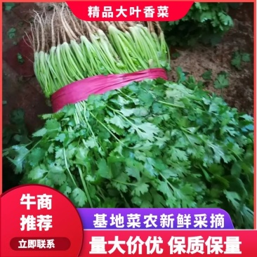 泰安精品大叶香菜，产地直销，菜农精心采摘发货，欢迎咨询