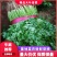泰安精品大叶香菜，产地直销，菜农精心采摘发货，欢迎咨询