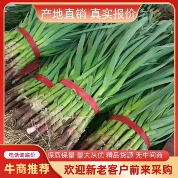 山东优质红根蒜苗45~50cm大量供应全国发货欢迎咨询