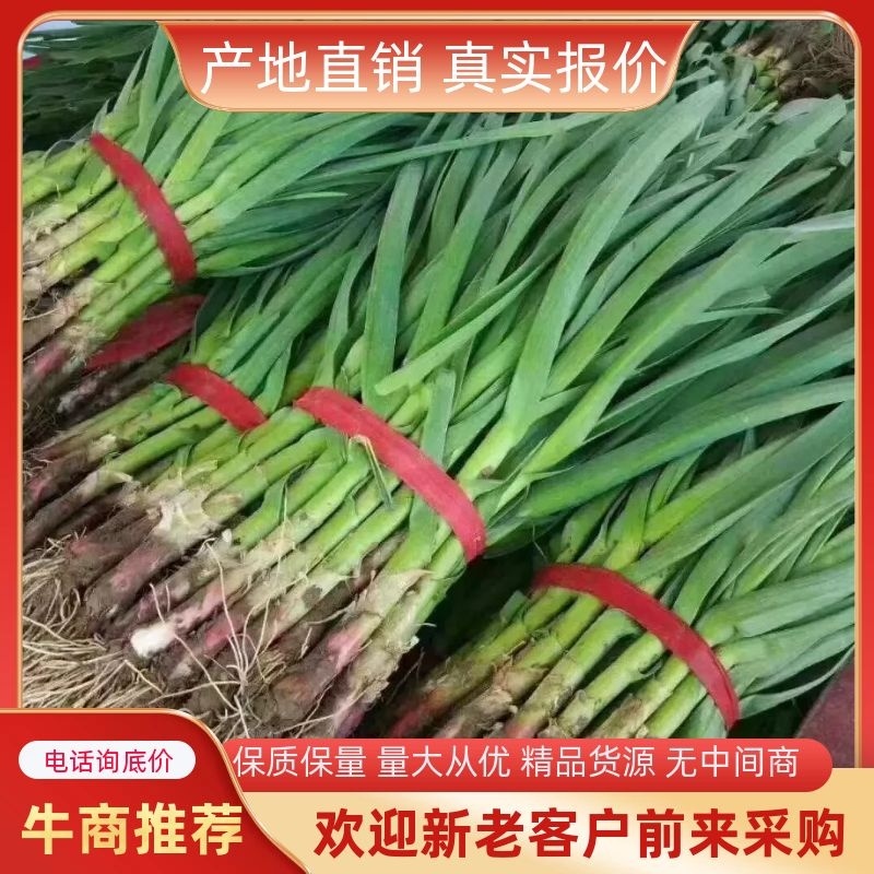 山东优质红根蒜苗45~50cm大量供应全国发货欢迎咨询