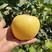 奶油富士苹果苗奶油苹果苗南北方适宜种植，品种纯正