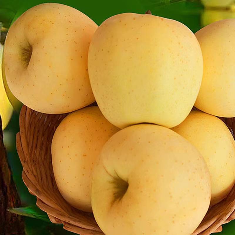 奶油富士苹果苗奶油苹果苗南北方适宜种植，品种纯正