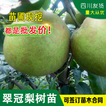 梨子树苗翠冠梨树苗脆梨苗早熟梨苗六月雪翠冠梨嫁接苗梨子嫁