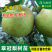 梨子树苗翠冠梨树苗脆梨苗早熟梨苗六月雪翠冠梨嫁接苗梨子嫁