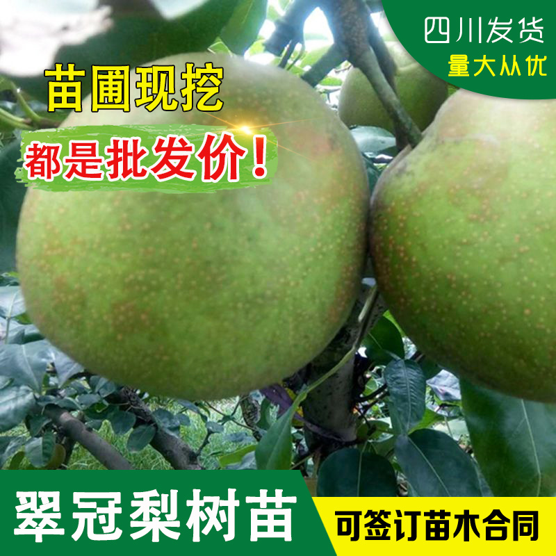 梨子树苗翠冠梨树苗脆梨苗早熟梨苗六月雪翠冠梨嫁接苗梨子嫁