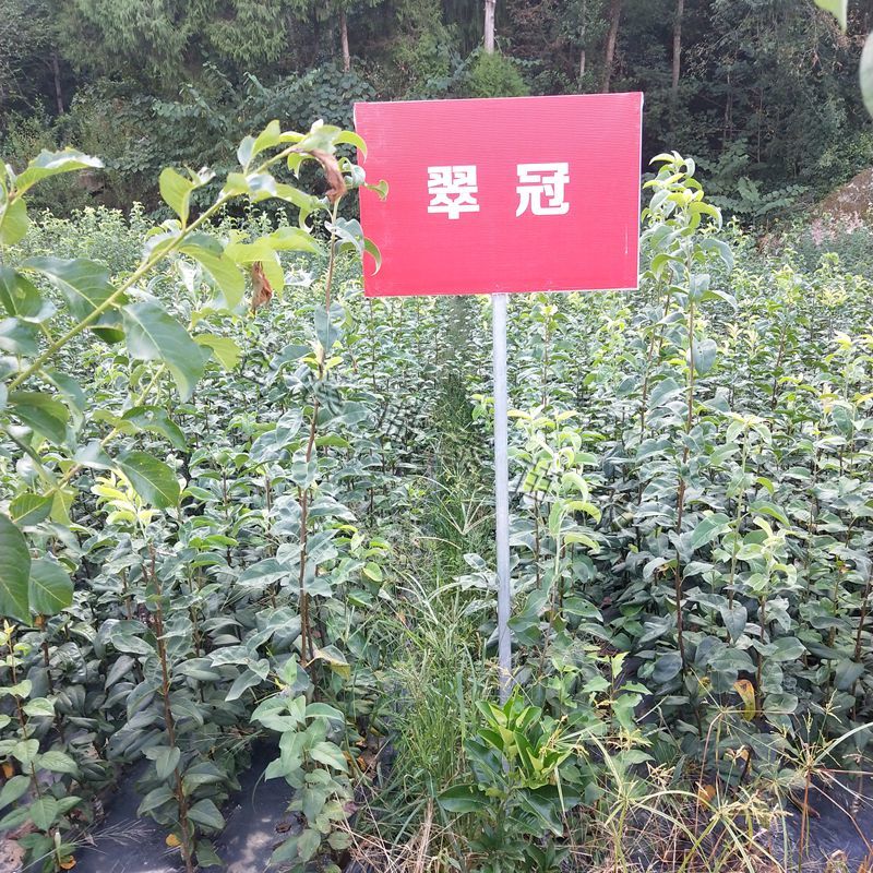 梨子树苗翠冠梨树苗脆梨苗早熟梨苗六月雪翠冠梨嫁接苗梨子嫁
