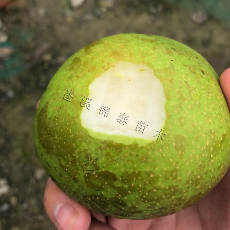 梨子树苗翠冠梨树苗脆梨苗早熟梨苗六月雪翠冠梨嫁接苗梨子嫁