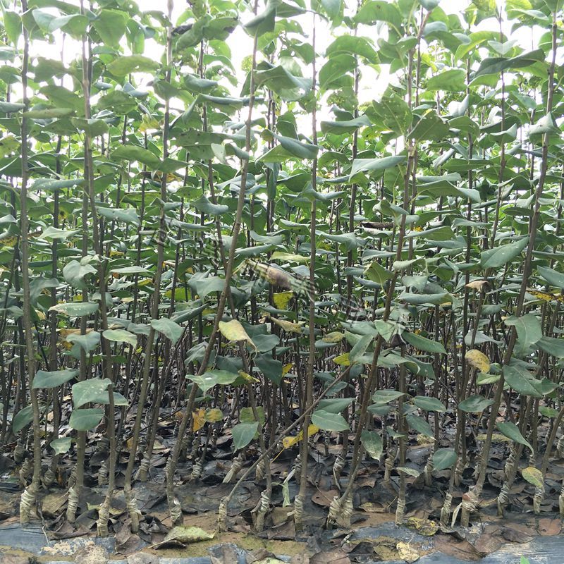 梨子树苗翠冠梨树苗脆梨苗早熟梨苗六月雪翠冠梨嫁接苗梨子嫁