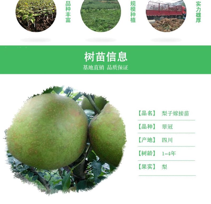 梨子树苗翠冠梨树苗脆梨苗早熟梨苗六月雪翠冠梨嫁接苗梨子嫁
