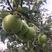 澳洲青苹果苗嫁接黑苹果树苗烟富苹果树南方北方种植当年结果
